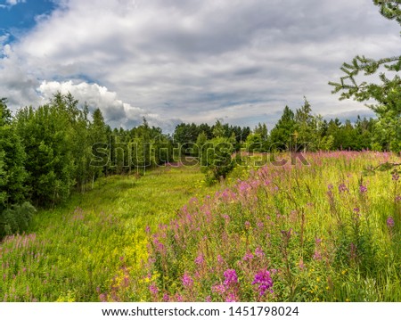 Summer landscape cloudy sky and blooming Ivan-tea in the Leningrad region. 