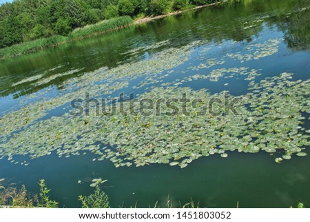 Water lilies on the water, river, reservoir, lake Royalty-Free Stock Photo #1451803052