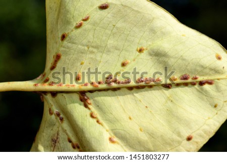 Leaf heavily infested by scale insects coccoidea 