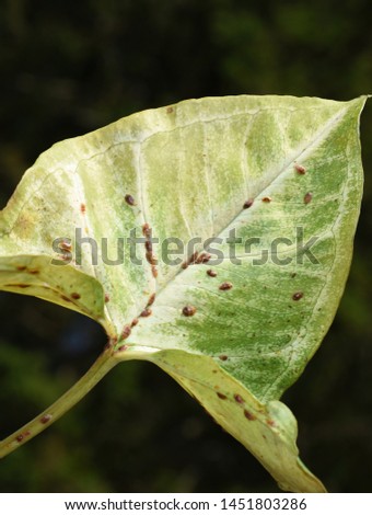 Leaf heavily infested by scale insects coccoidea 
