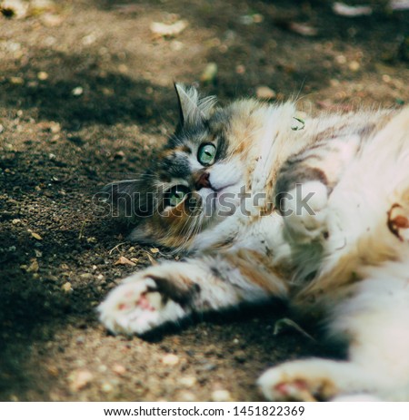 Fluffy Siberian cat running on green meadow in sunny summer day. Pet enjoying spring and nature.