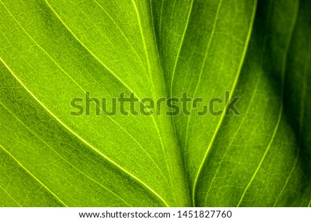 green leaf of the plant with the structure of nutrient vessels, the biochemistry of photosynthesis, processing of carbon dioxide by plants and the release of oxygen, plant respiration, chlorophyll Royalty-Free Stock Photo #1451827760