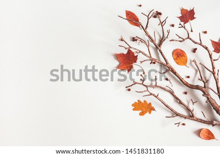 Autumn composition. Maple leaves, branch on gray background. Autumn, fall, thanksgiving day concept. Flat lay, top view, copy space