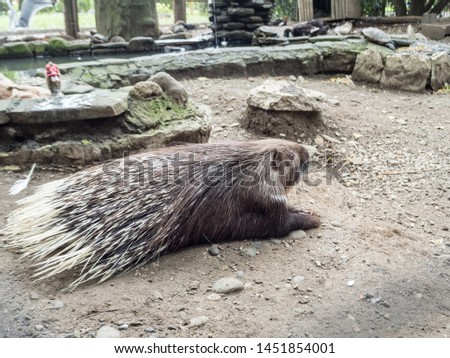 Porcupine with long needles lying on ground. Park Arboretum