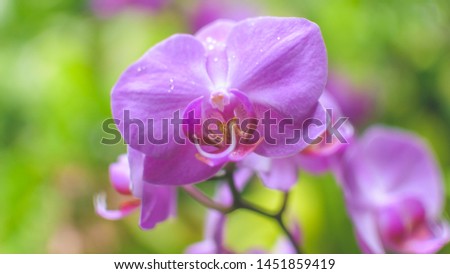 Orchid Flower Close up C, Shallow Depth of Field Nature Flora Photography