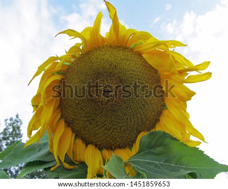 photo of field of sunflowers
