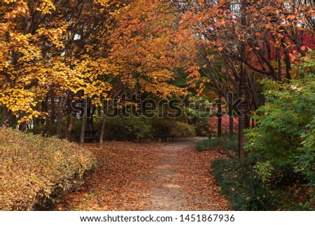 Colorful autumn leaves fallen on the ground, autumn alley, pathway through red maple and beech trees in public park, seasonal background