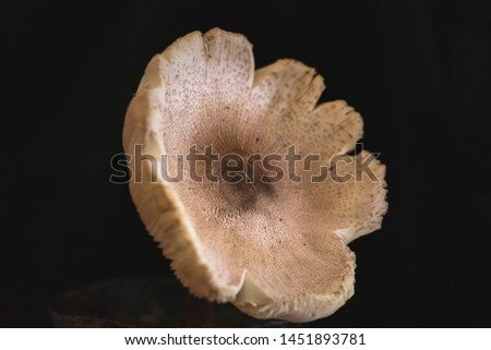 Solo Subject Mushroom Macro Photography