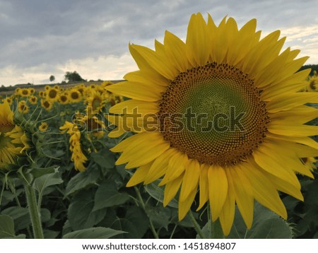 yellow sunflower kernel in summer season