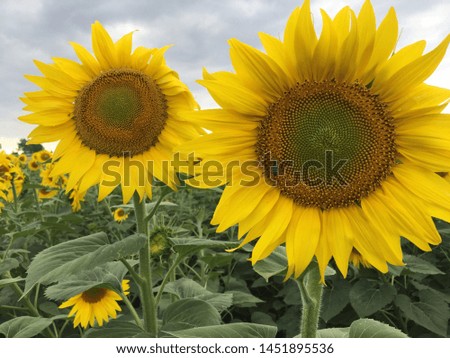 yellow sunflower kernel in summer season