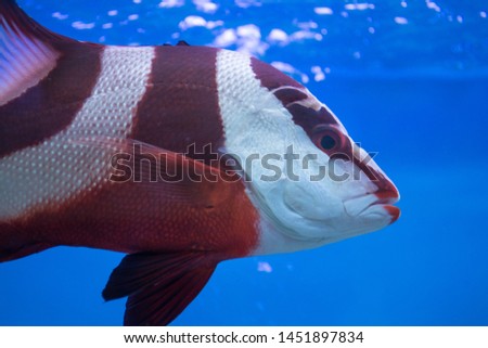 close-up Emperor red snapper in aquarium