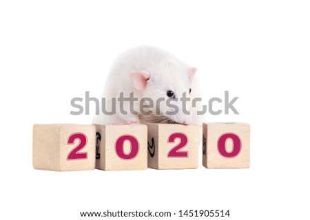 White rat standing on wooden toy blocks with 2020 on them