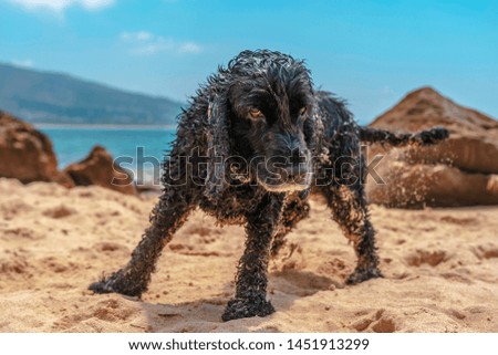 Dog on the beach of Tarifa
