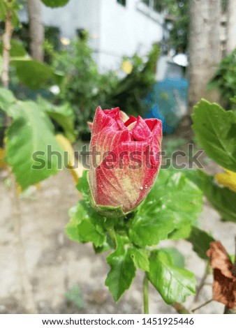 The beautiful white red colour china rose flower bud picture 