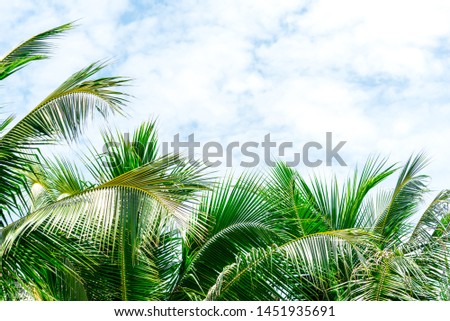 Coconut palm tree with blue sky background. Tropical, summer and vacation holiday concept.