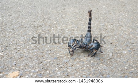 The Scorpion on The Ground Preparing to Fight 