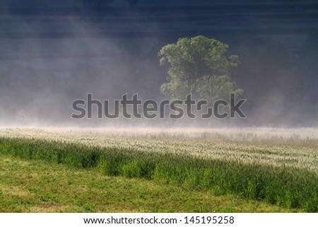 Green field of wheat under the morning mist