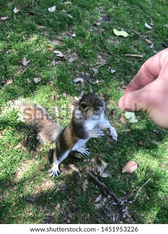 Squirrel Animal feeding cute Park