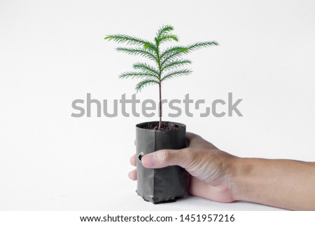 Small decorative tree, little Tree in the pots isolated on white background. Seedlings from seeds Black plastic bag
