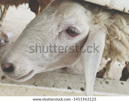 Close-up pictures of faces and cute sheep eyes in an open zoo