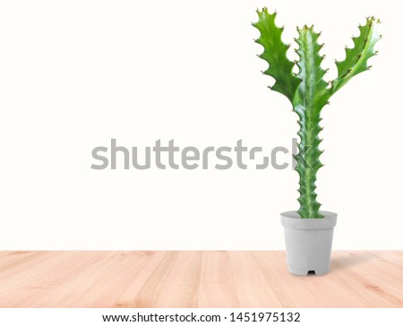 Cactus isolated on white background. On the wood table  Colorful ceramic pot.