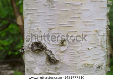 white birch Plateau Woods Nature