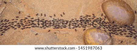 Background, ants running, ants cord, many ants fast on dirt road BANNER, LONG FORMAT Royalty-Free Stock Photo #1451987063