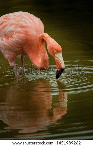 A picture of flamingos in Galapagos, Ecuador 