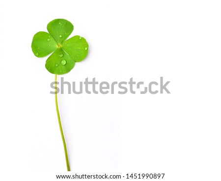 Top view of Green water clover leaf with water drops isolated on white background.