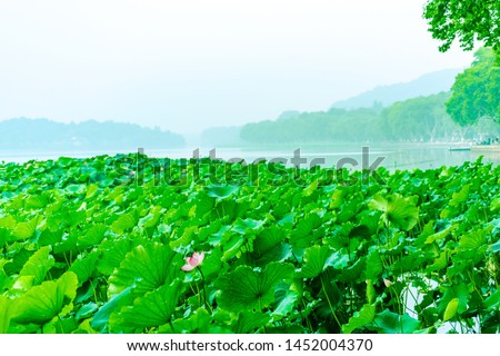 Summer Scenery of West Lake in Hangzhou Lotus Leaves