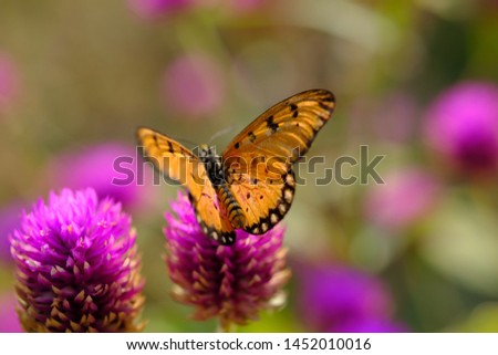 brown butterfly perches on the purple knob flower (gomphrena globosa). macro photography.