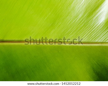 Background image of green leaves.