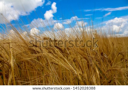 Rye field under the summer hot sun, ripe ears of rye and blue sky