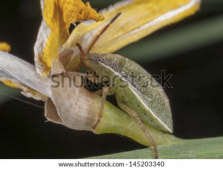Green and yellow bedbug on a flower