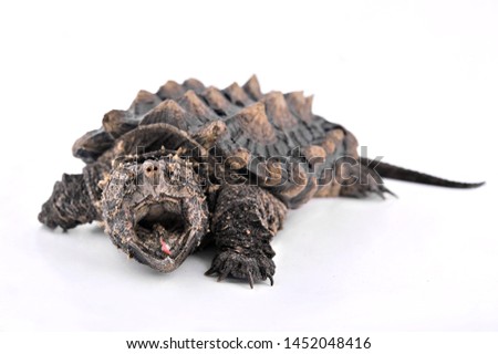 alligator snapping turtle open mouth on white background 