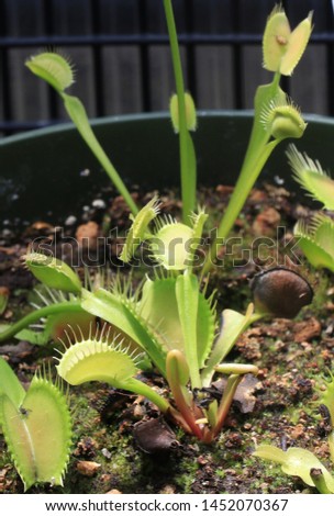 Venus fly trap laying open