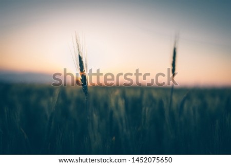 A beautiful selective focus photography of grass during golden hour