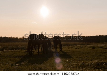 Three horses grazing on a summer pasture in the evening sunset light.
