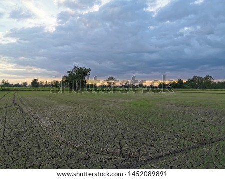 Natural rice fields at dusk