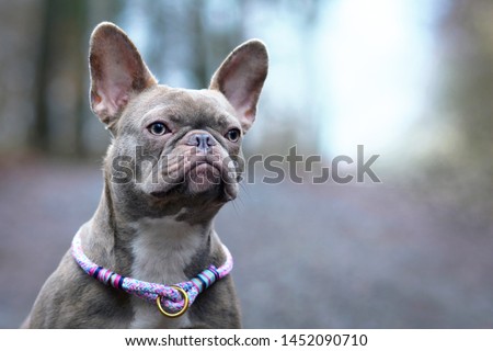 Portrait of beautiful rare colored lilac brindle female French Bulldog dog with light amber eyes and violet paracord collar
