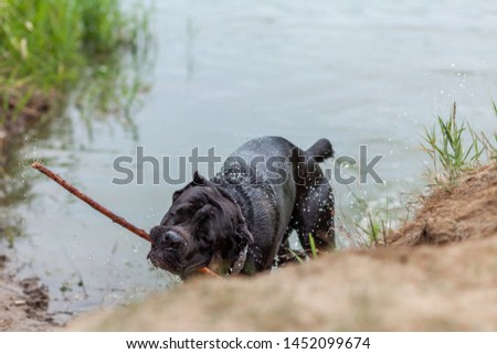 dog breed cane corso black big walks in nature