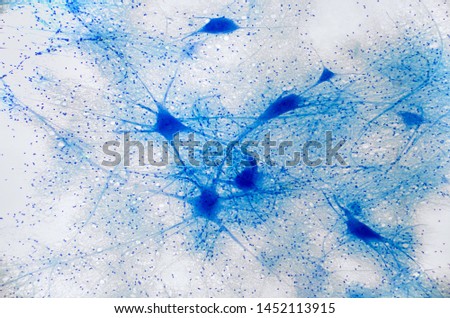 Photo of neurons under microscope view Royalty-Free Stock Photo #1452113915