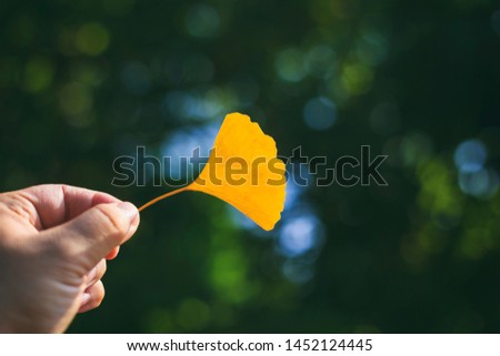 Abstract vintage picture style of hand holding dried Ginkgo leaf on green blurry background, selected focus.