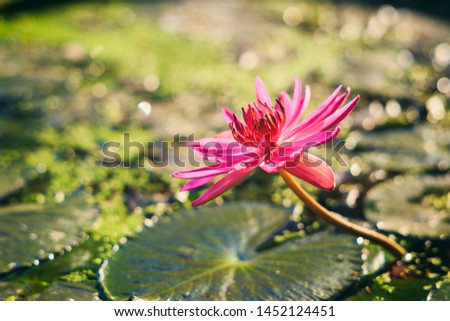 vintage picture of pink lotus in the pond , selected focus.