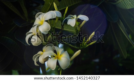 Close up of white and yellow plumeria flowers with leaves on a tree. Blur nature background. Dark tone. 

