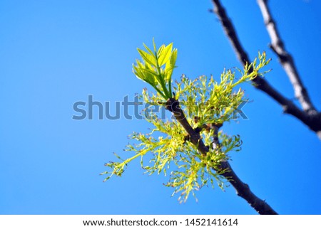 Ash tree (Fraxinus) flowers and new close up macro detail, blurry blue sky background