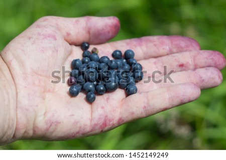 Hand of the collector of berries. The male hand holds bilberry berries. Red juice paints palm skin. Blue berries of bilberry. Natural, healthy food
