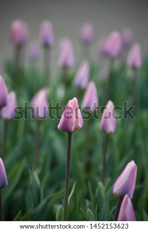 Pink tulip bulbs grow in the park, spring,   Latvia