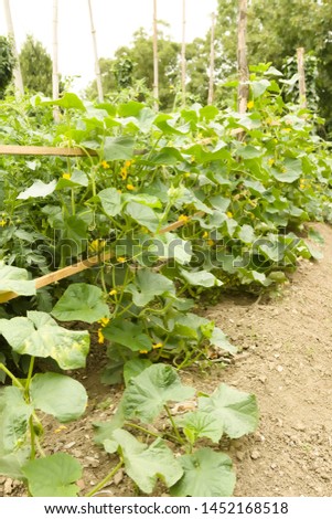 Cucumbers Growing on Domestic Garden