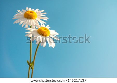 Two beautiful white flowers daisies over clear blue sky. Summer concept, horizontal, copy space